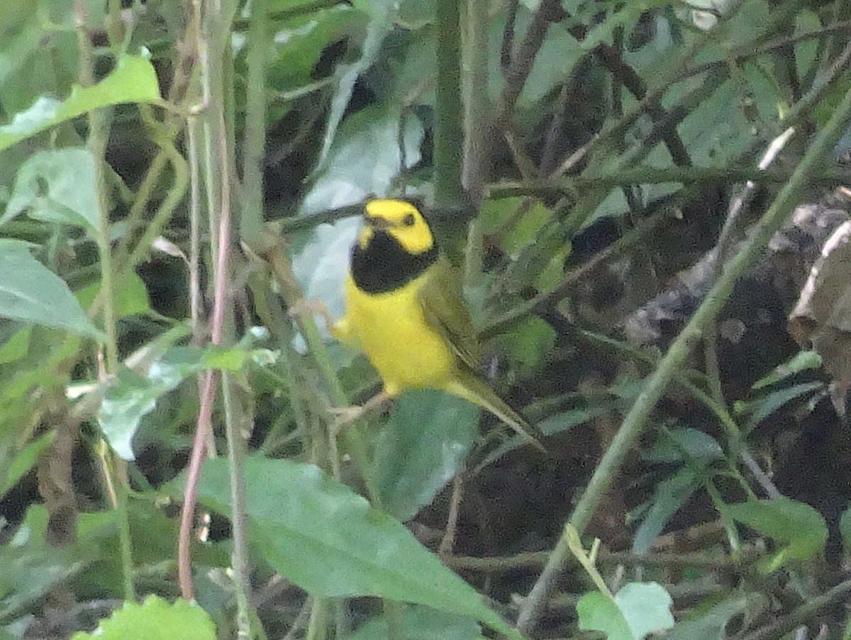 Hooded Warbler - ML600989991