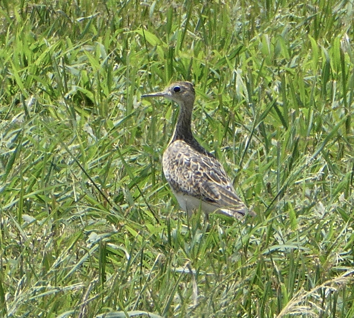 Maubèche des champs - ML600990231