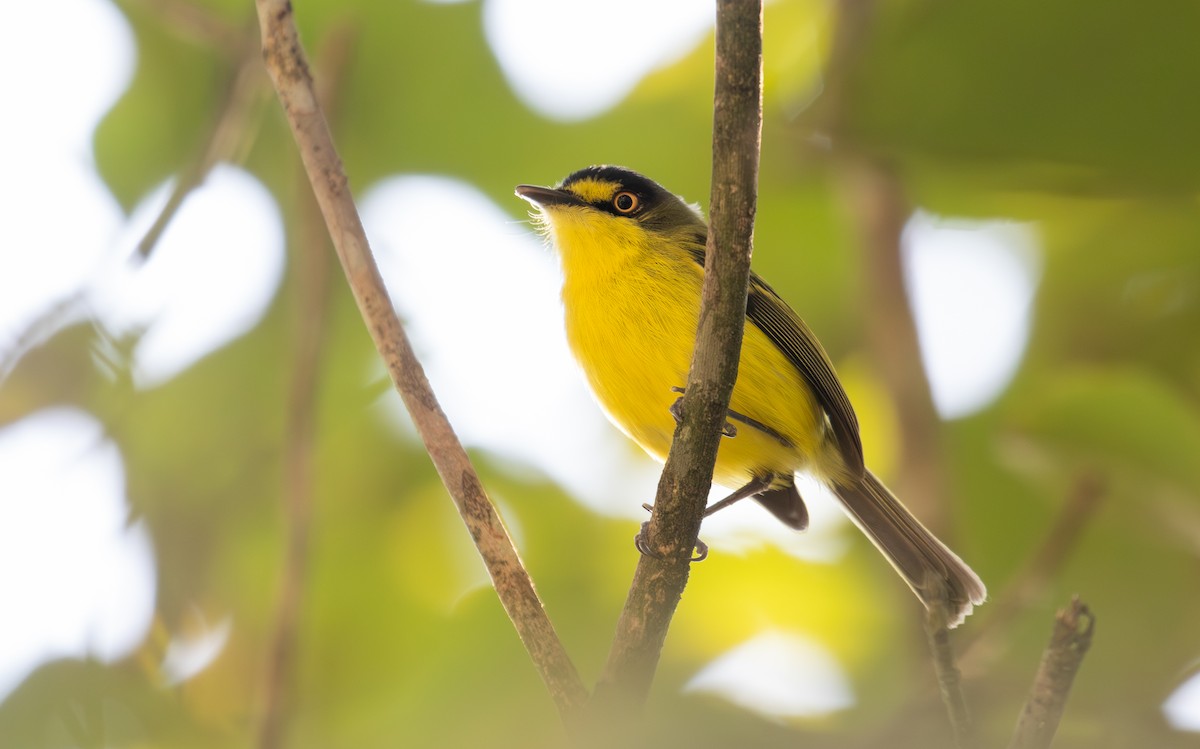 Gray-headed Tody-Flycatcher - ML600990331