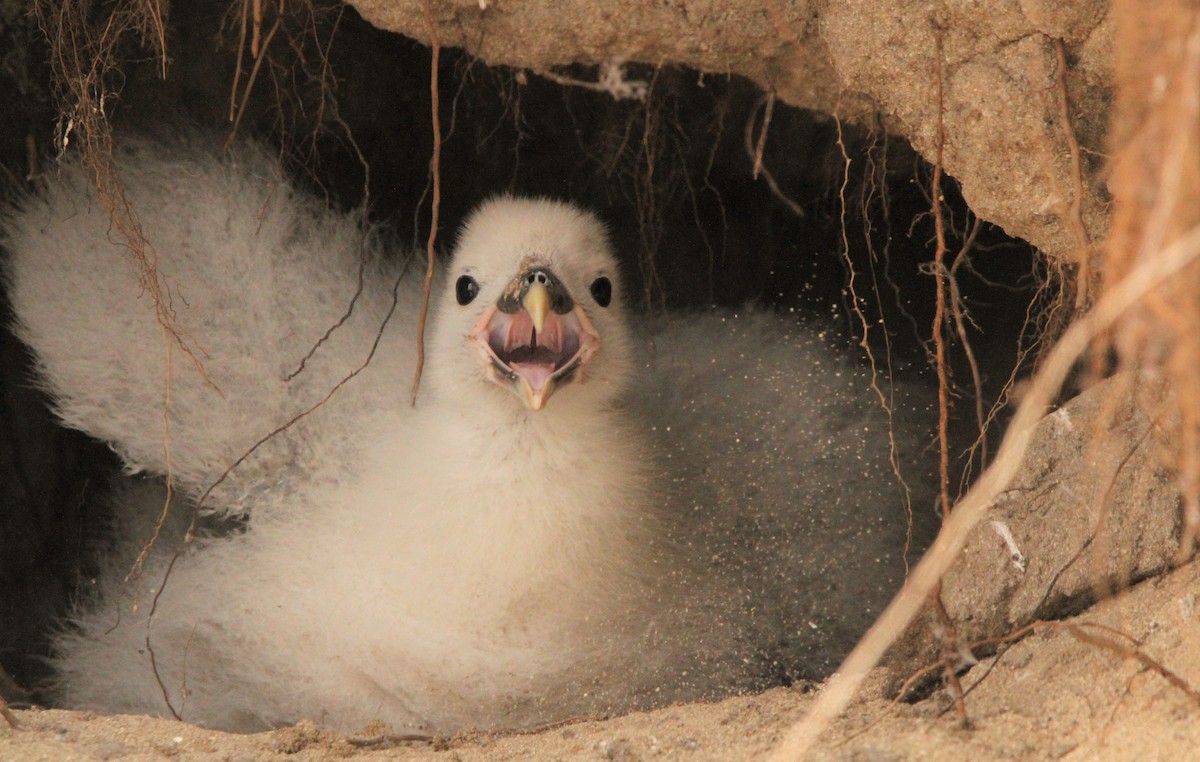Northern Fulmar - ML600990461