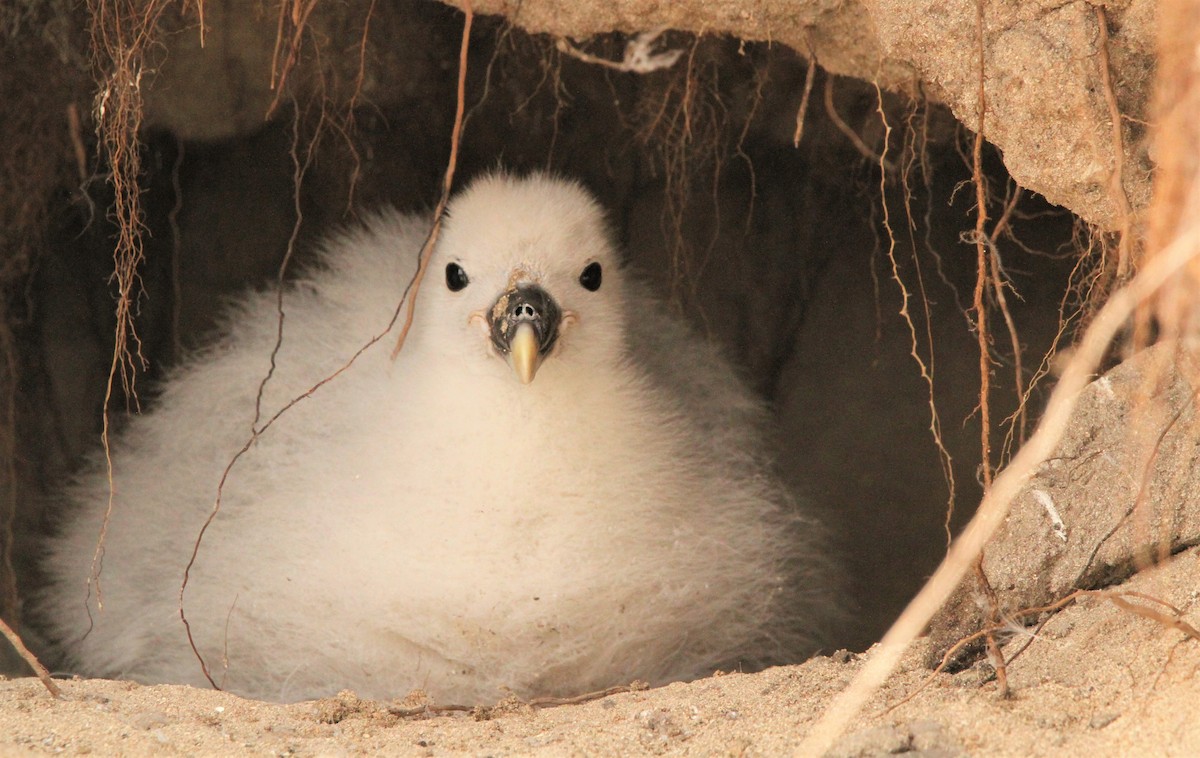 Northern Fulmar - ML600990711