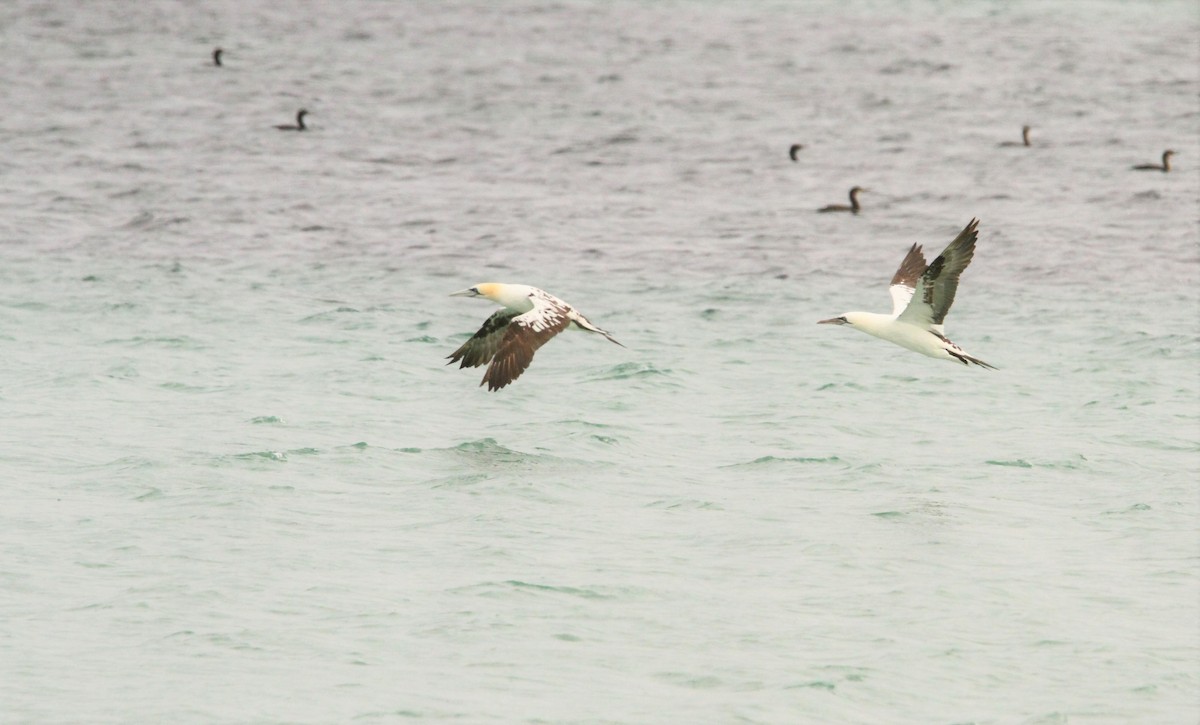 Northern Gannet - ML600990821