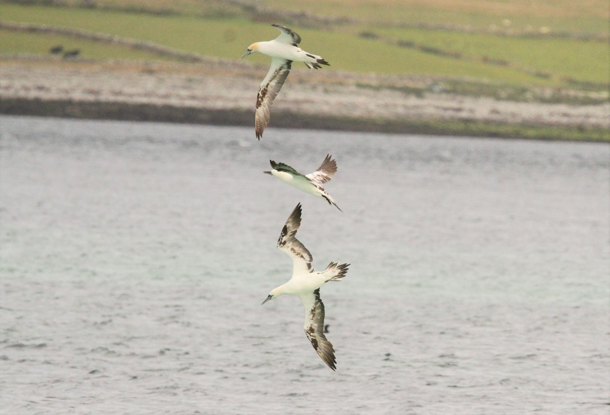 Northern Gannet - ML600990931