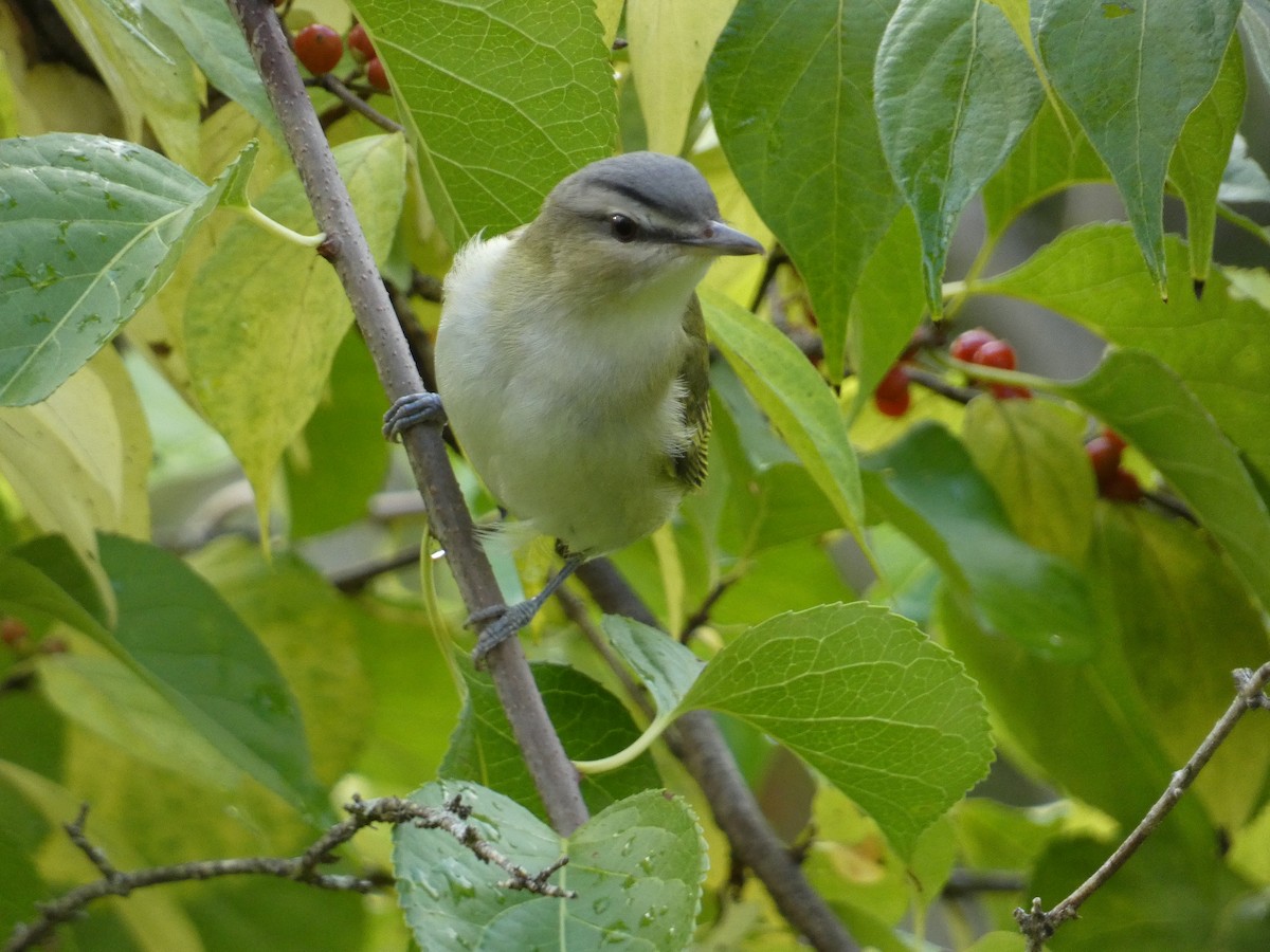 Red-eyed Vireo - ML600991001