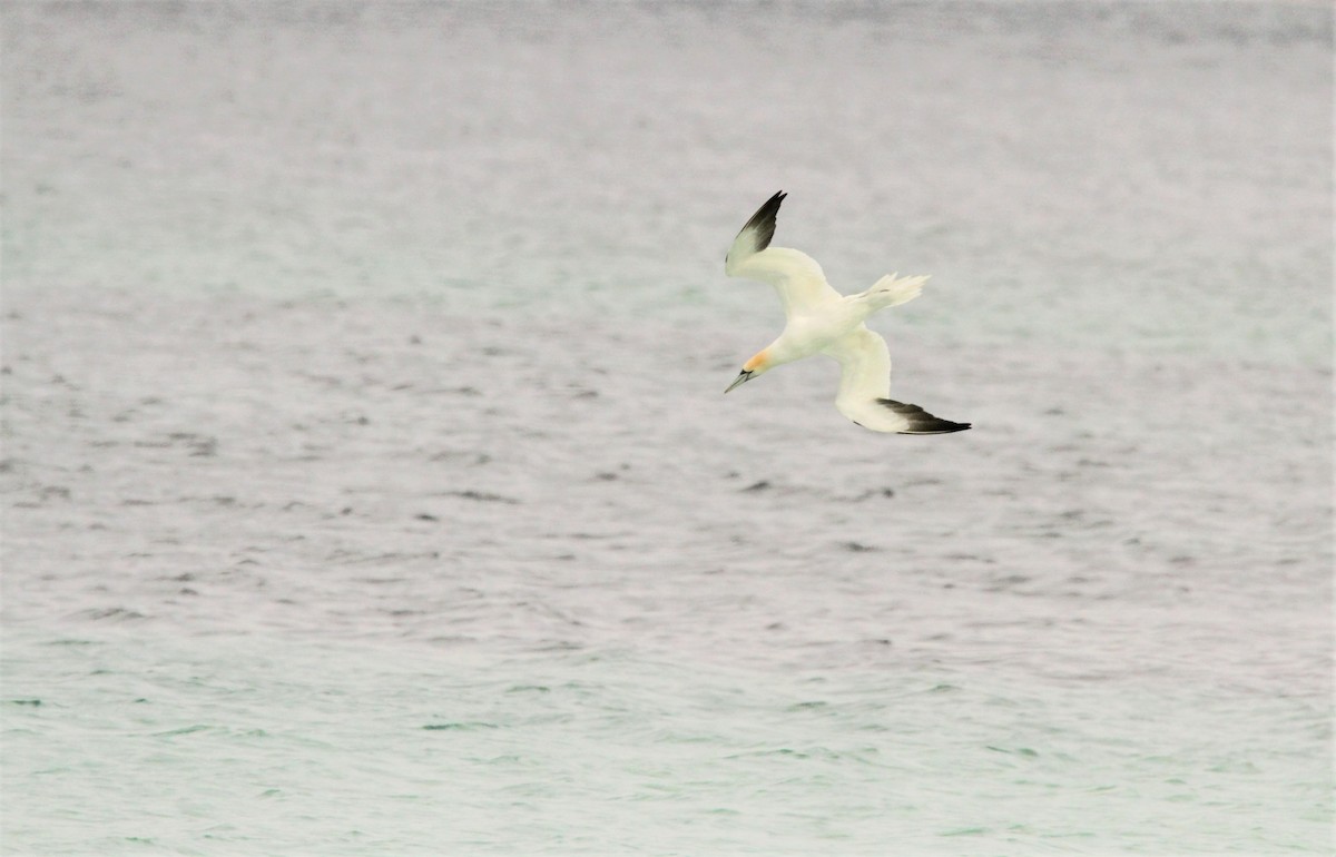 Northern Gannet - ML600991041