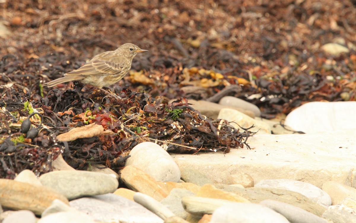 Rock Pipit - ML600991211