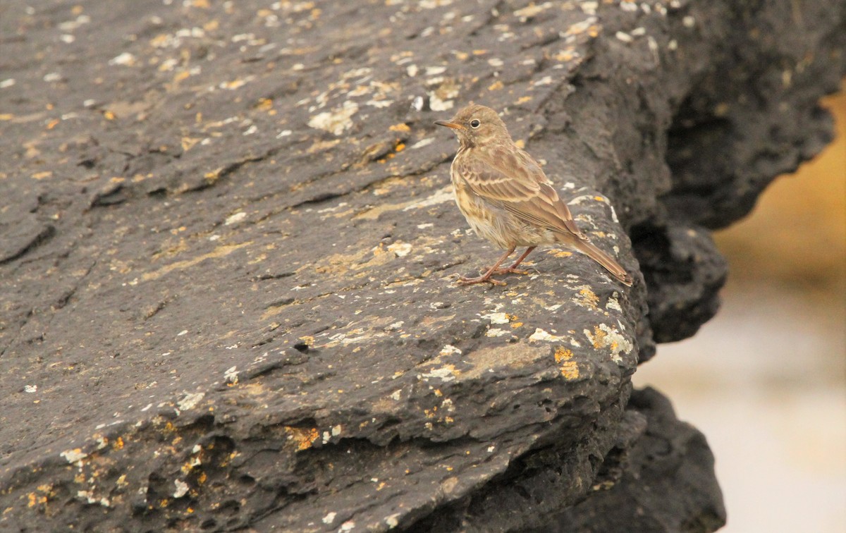 Rock Pipit - ML600991301