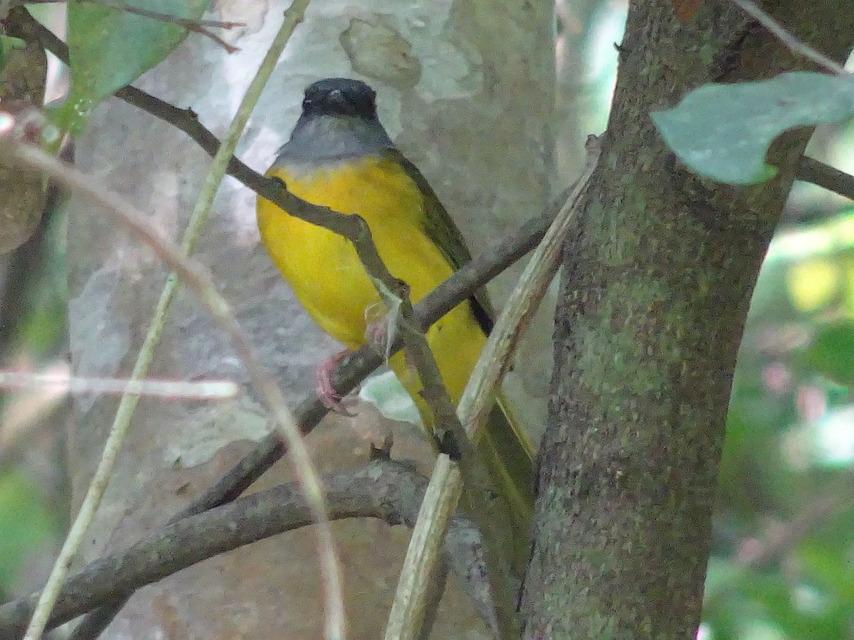 Gray-headed Tanager - ML600991811