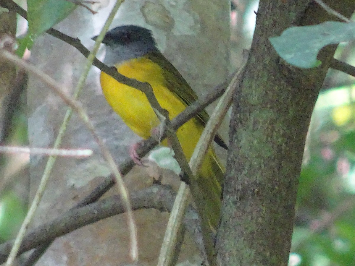 Gray-headed Tanager - ML600991821