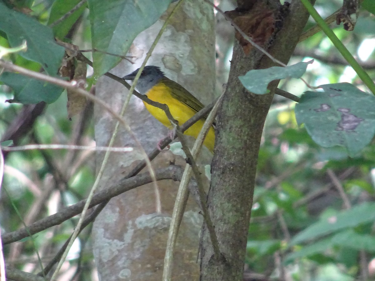 Gray-headed Tanager - ML600991861