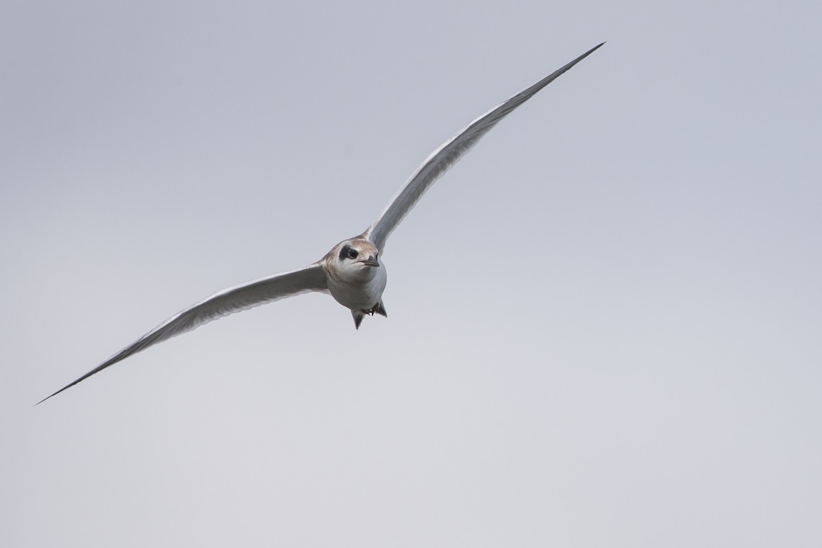 Forster's Tern - ML600992271