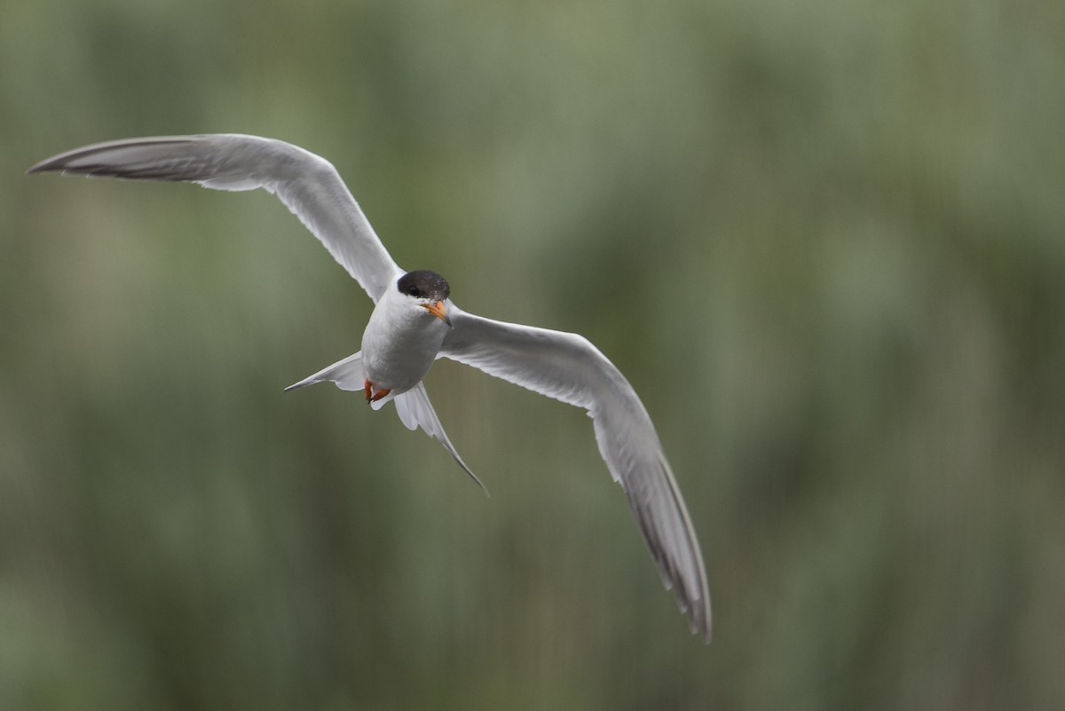 Forster's Tern - ML600992291