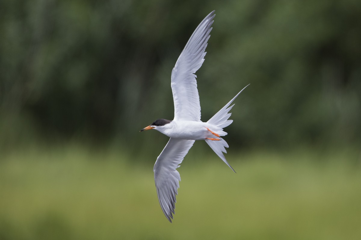 Forster's Tern - ML600992321