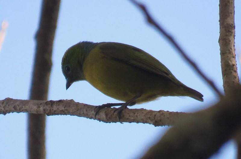 Blue-naped Chlorophonia - Juan Muñoz de Toro