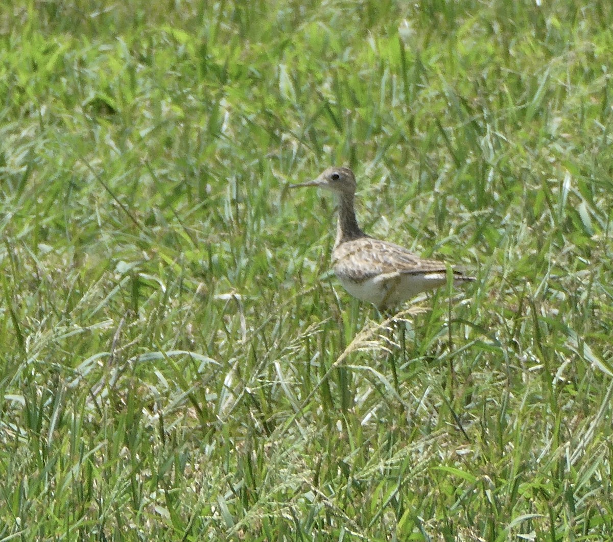 Upland Sandpiper - ML600993431