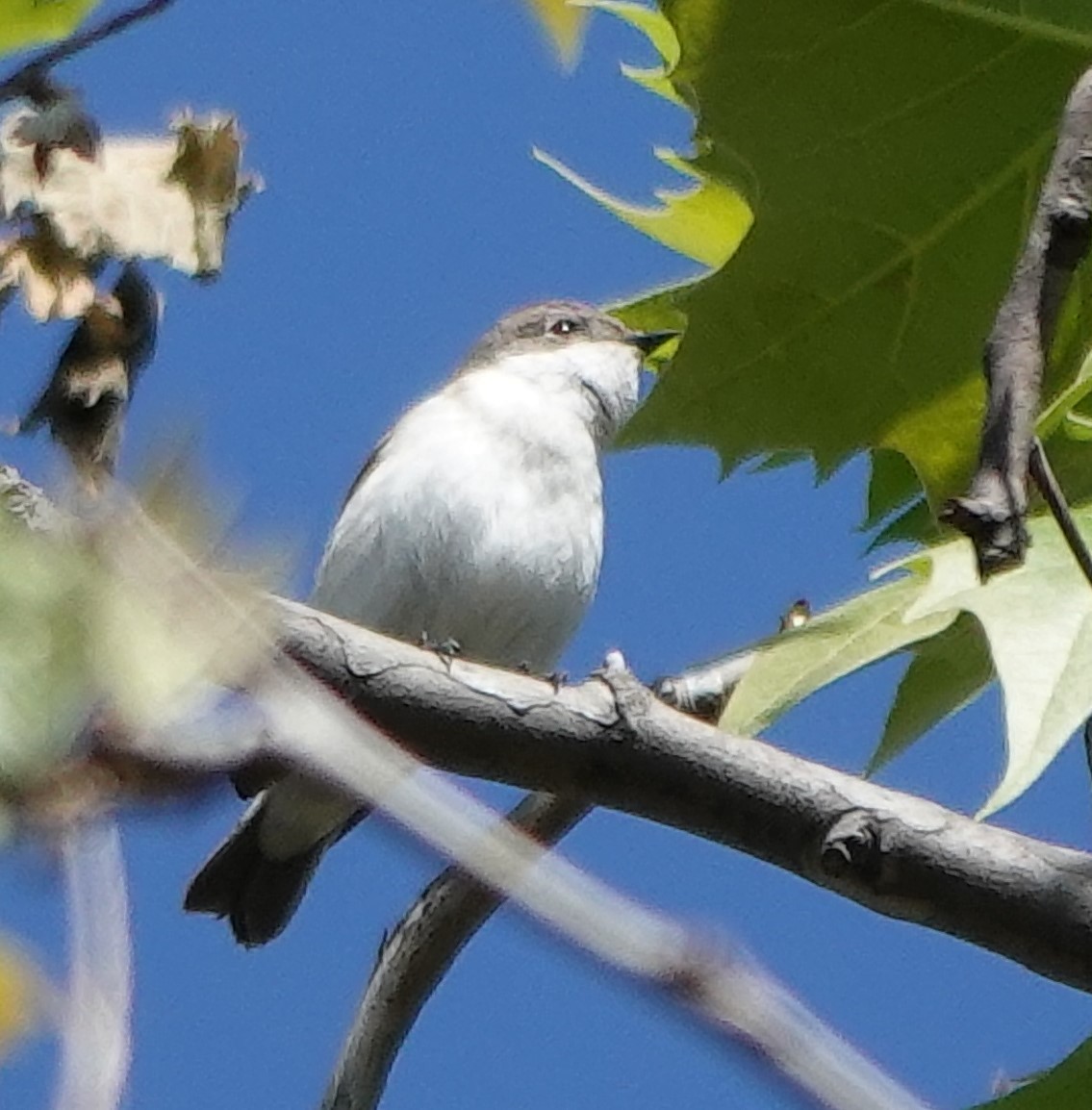 European Pied Flycatcher - ML600994381