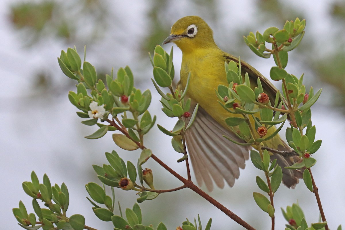 Lemon-bellied White-eye - ML600994741