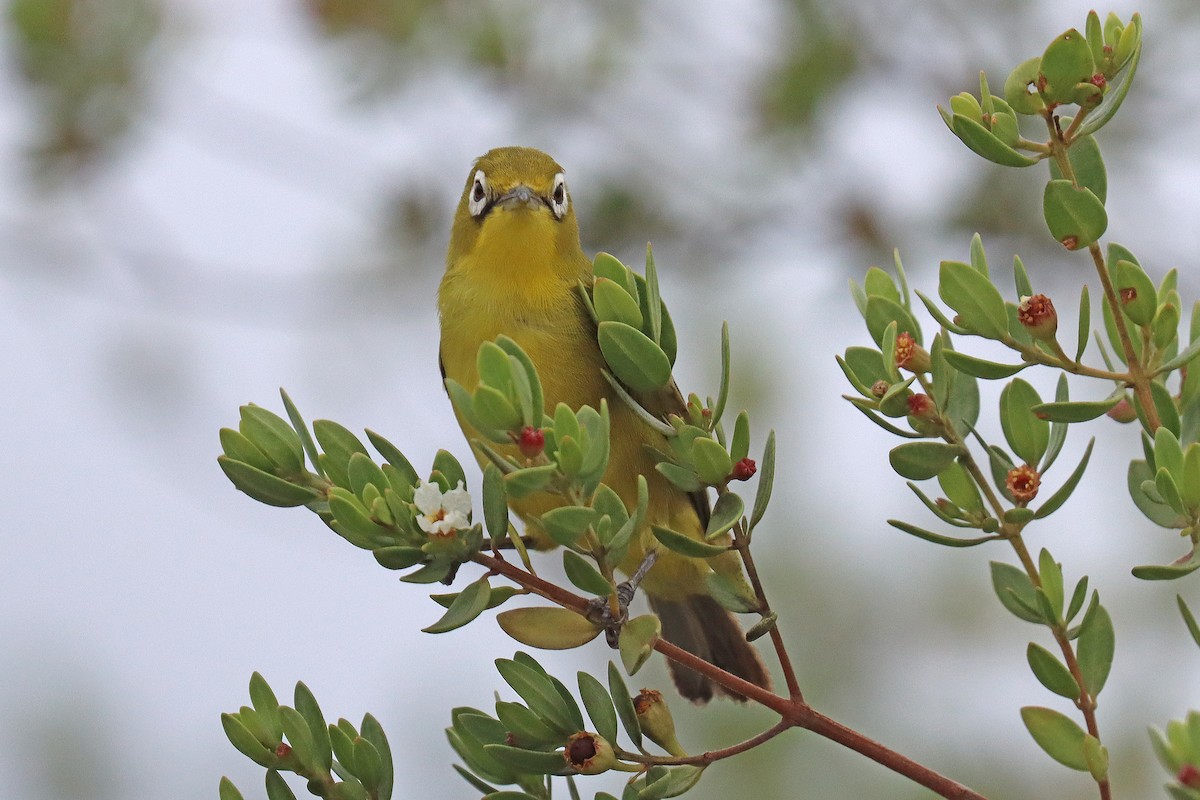 Lemon-bellied White-eye - ML600994771