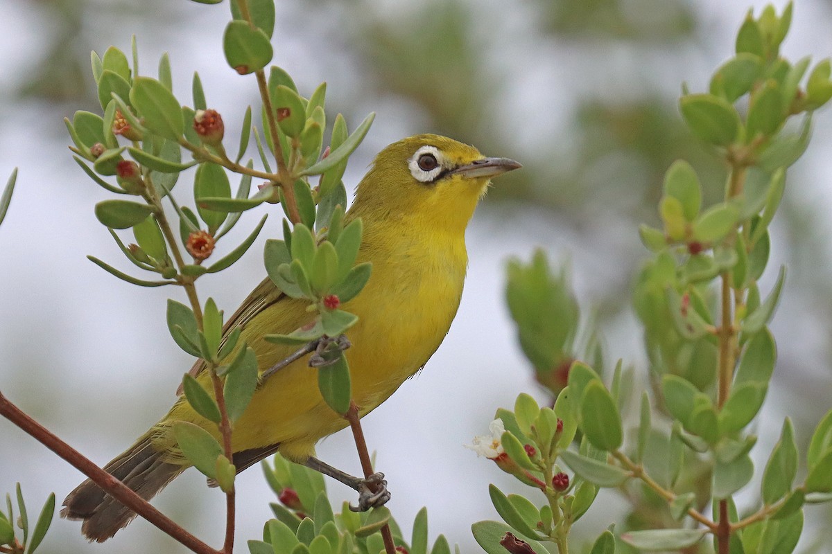 Lemon-bellied White-eye - Corey Finger