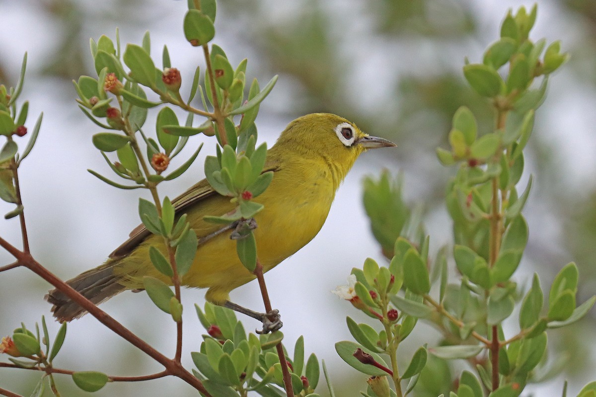 Lemon-bellied White-eye - ML600994791