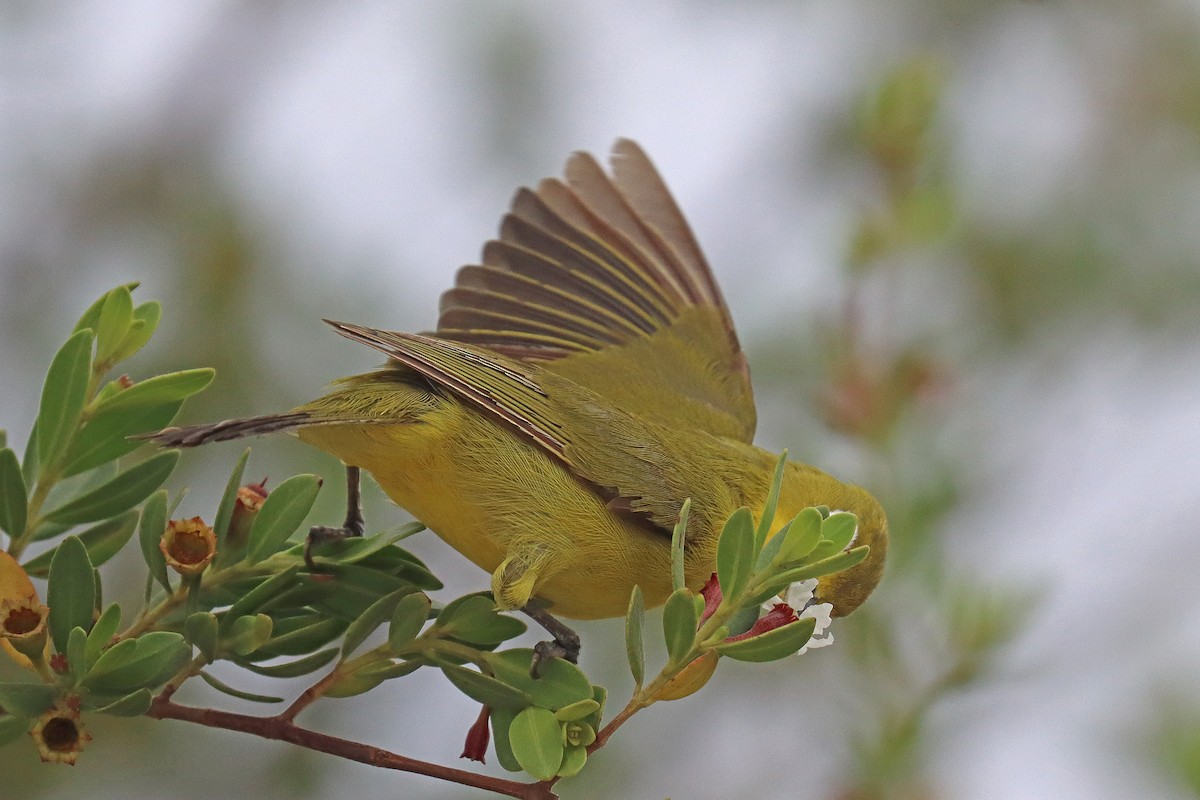 Lemon-bellied White-eye - ML600994801