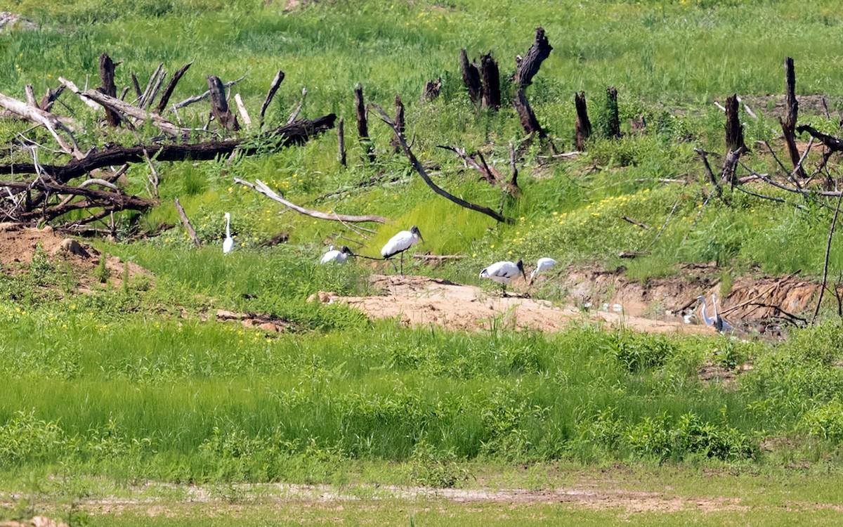 Wood Stork - jerry amerson