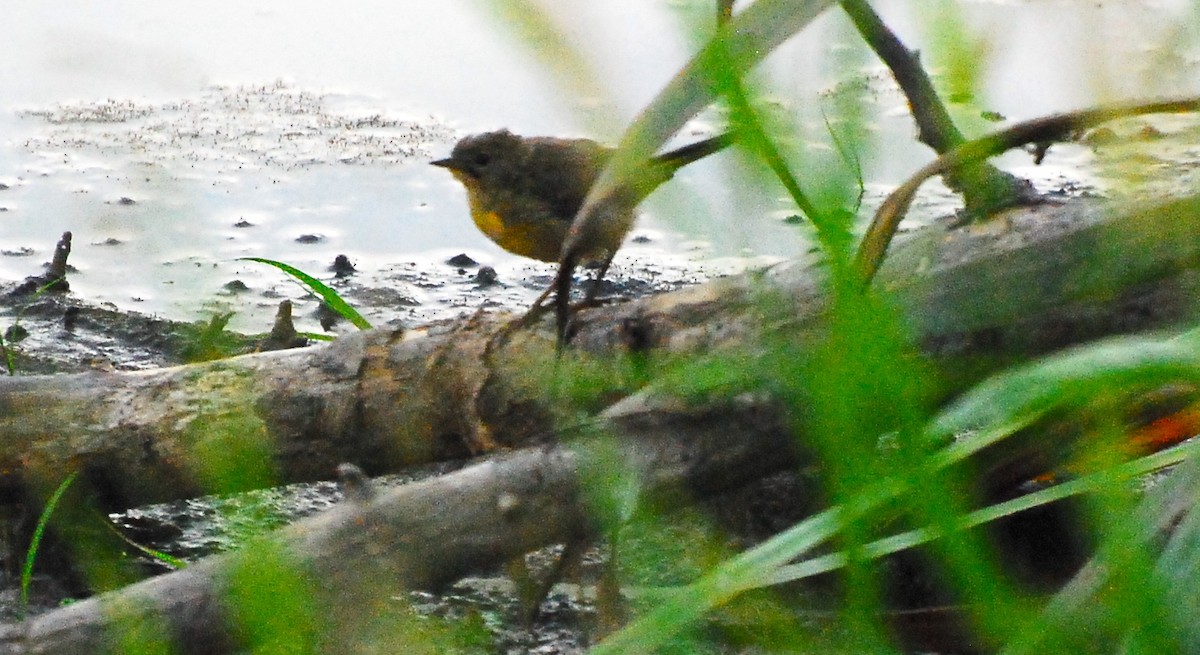 Common Yellowthroat - Max Thayer