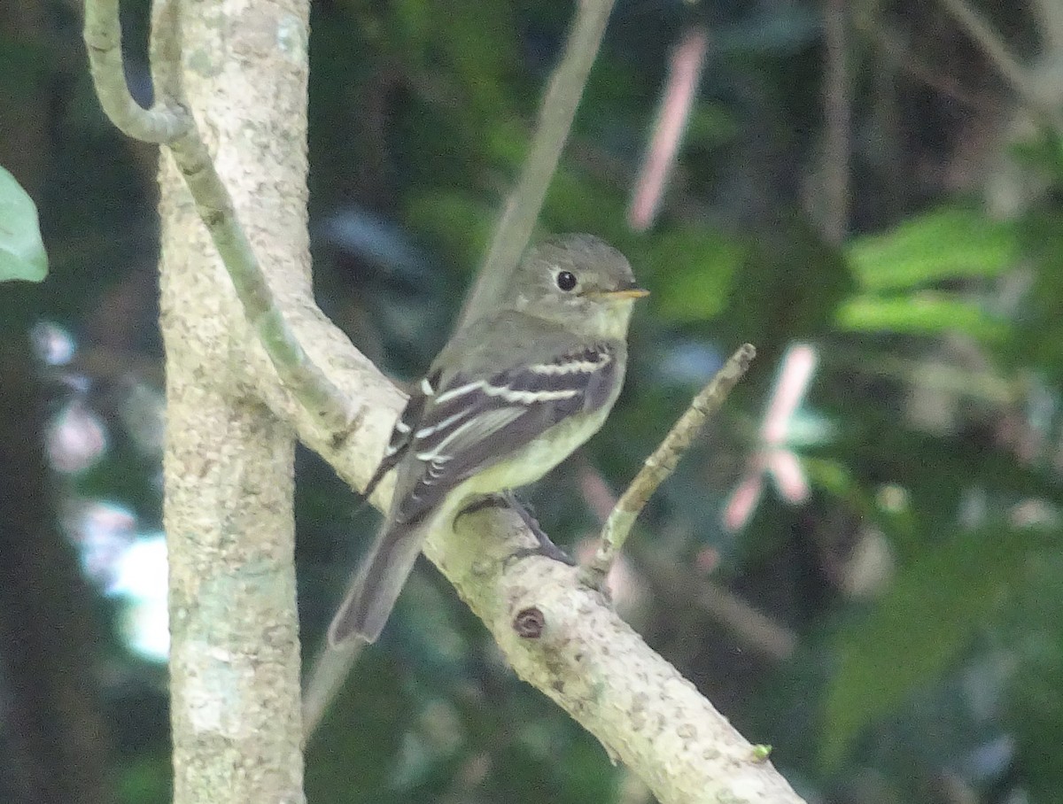 Least Flycatcher - ML600996181