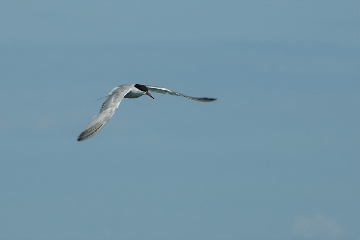 Common Tern - Daniel Néron