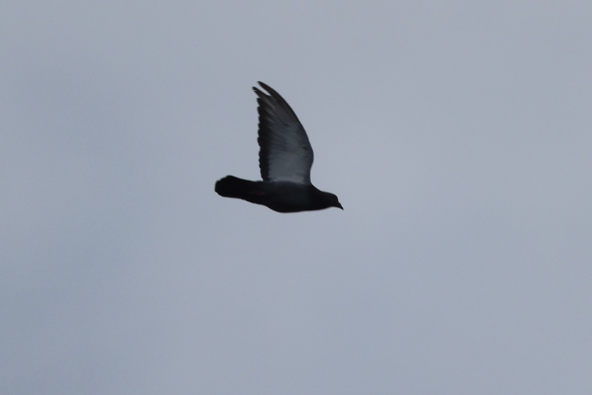 Rock Pigeon (Feral Pigeon) - ML600997191