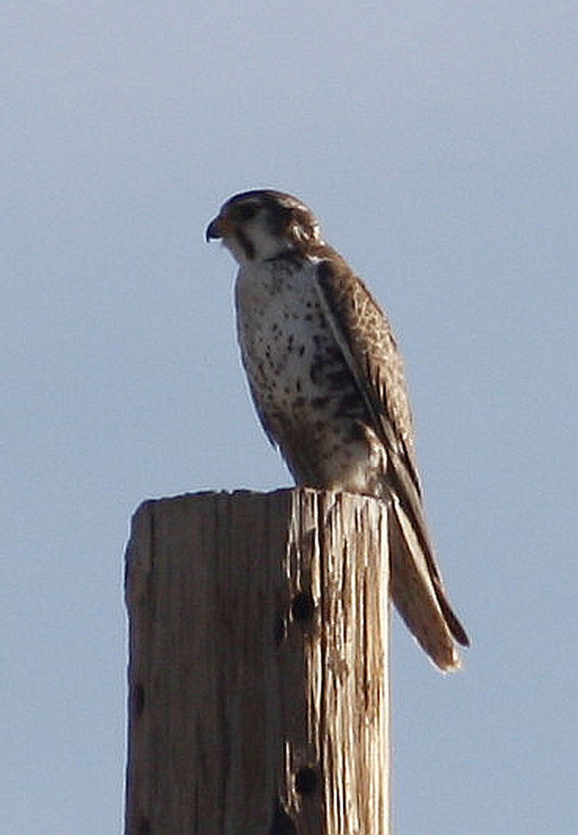 Prairie Falcon - ML60099731