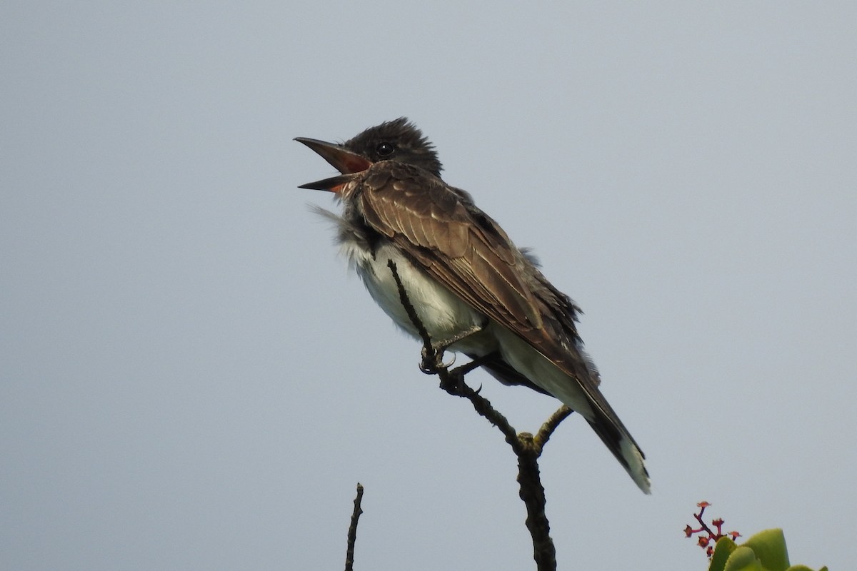 Eastern Kingbird - ML600997511