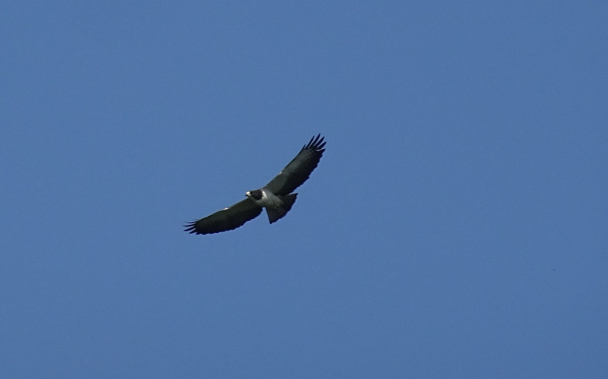 Short-tailed Hawk - ML600997931