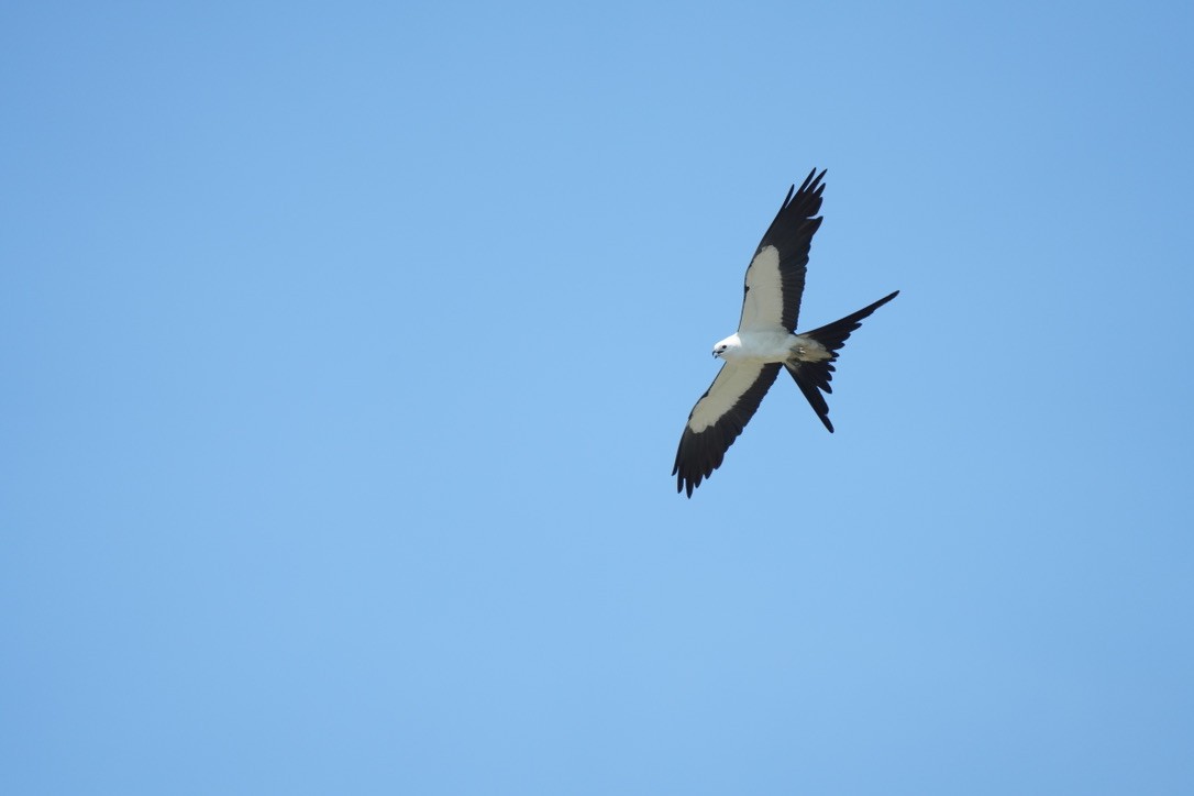 Swallow-tailed Kite - ML600999261