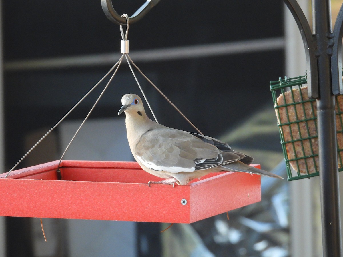 White-winged Dove - ML600999581
