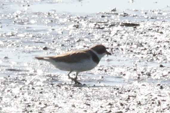 Semipalmated Plover - Jon G.