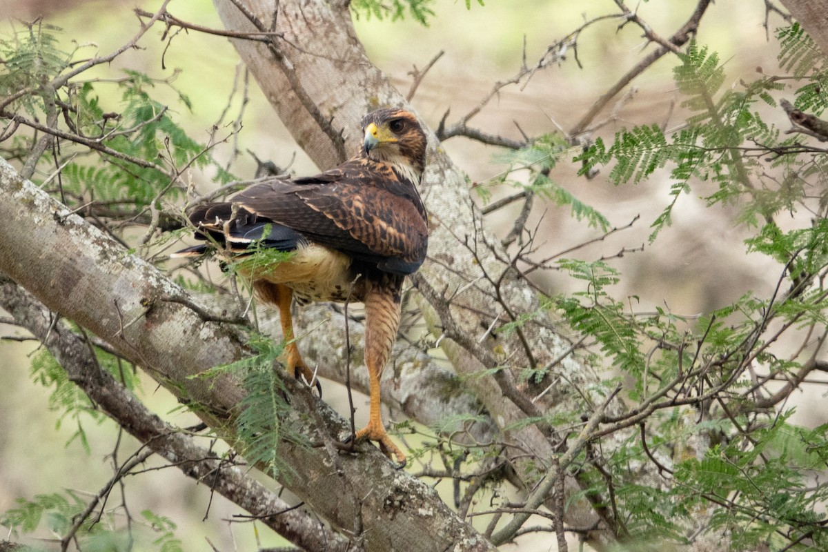 Harris's Hawk - ML601000871