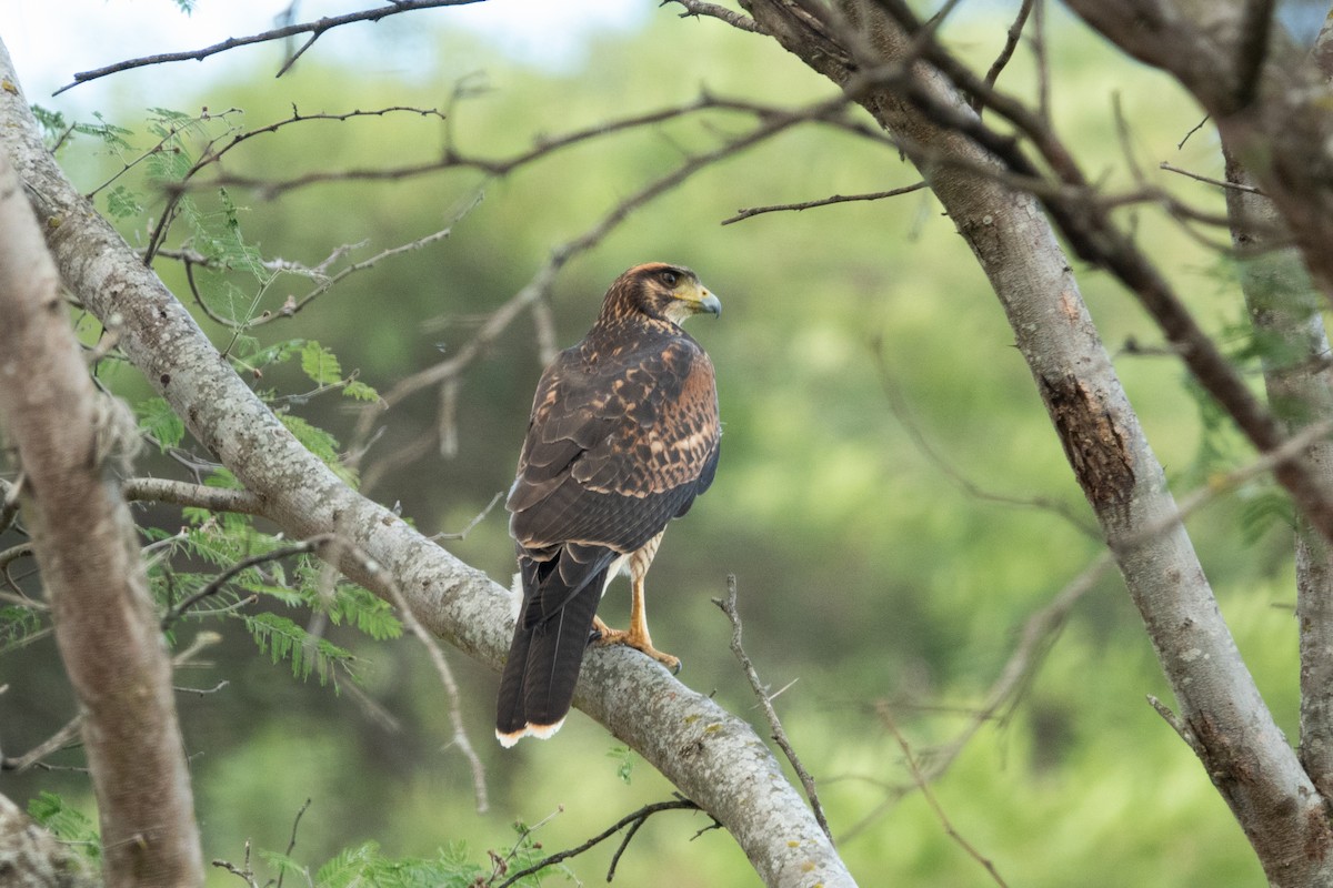 Harris's Hawk - ML601001171