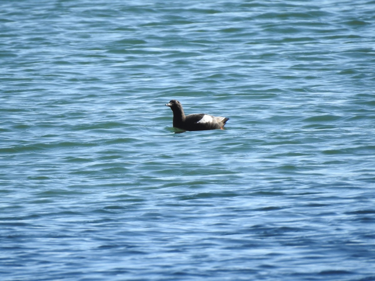 Pigeon Guillemot - ML601001911