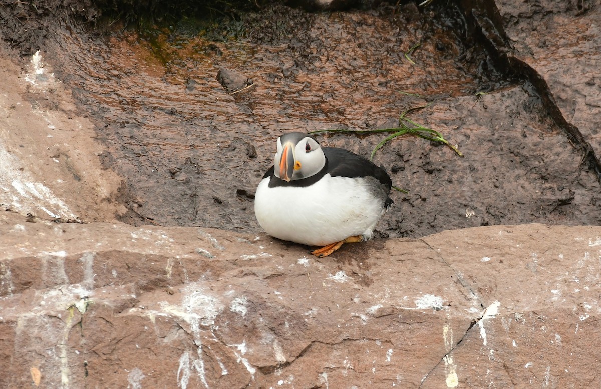 Atlantic Puffin - ML601001941