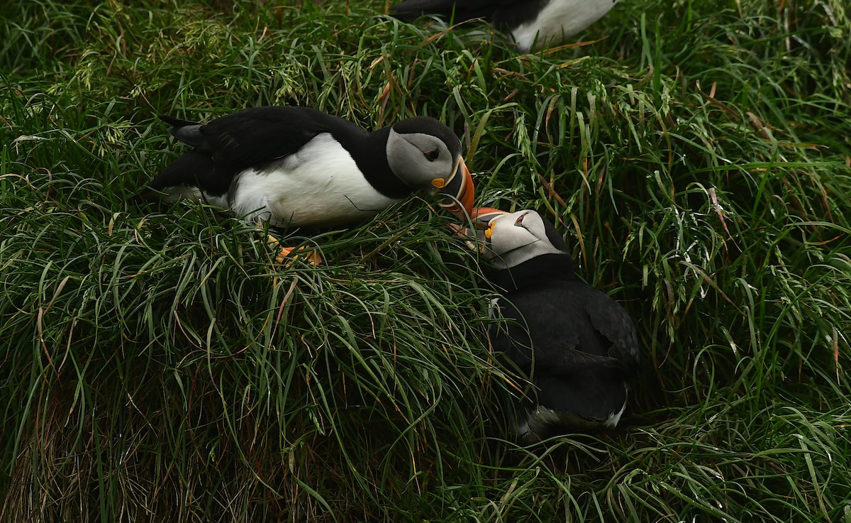 Atlantic Puffin - ML601001961