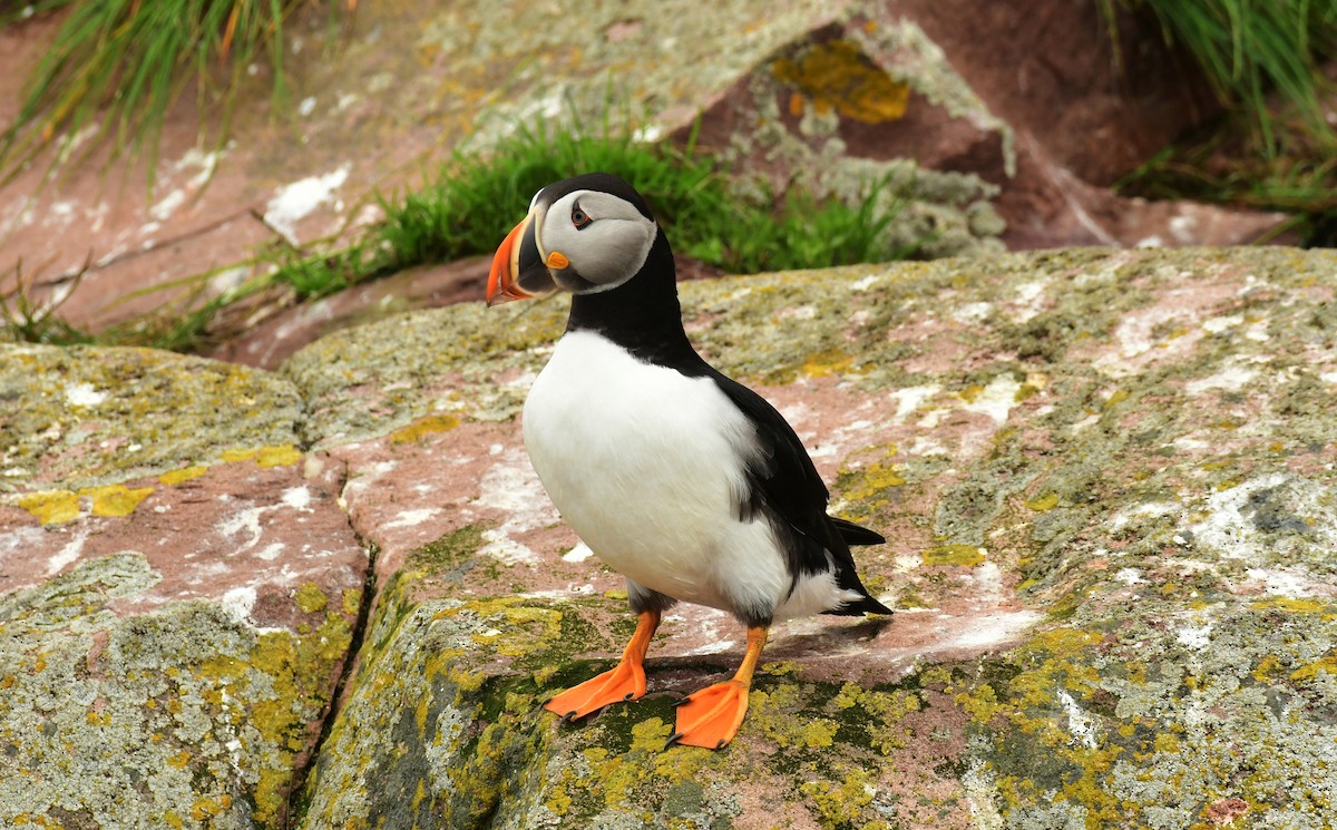 Atlantic Puffin - ML601001971