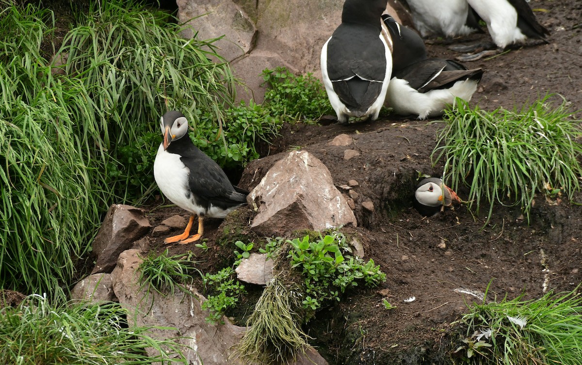 Atlantic Puffin - ML601001981