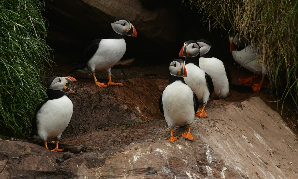 Atlantic Puffin - ML601001991