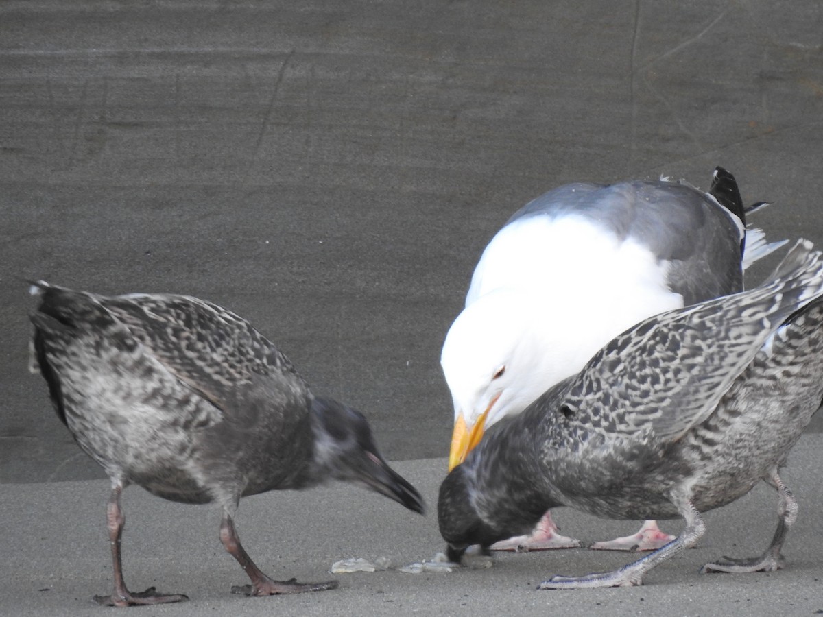 Western Gull - Isaac Lang