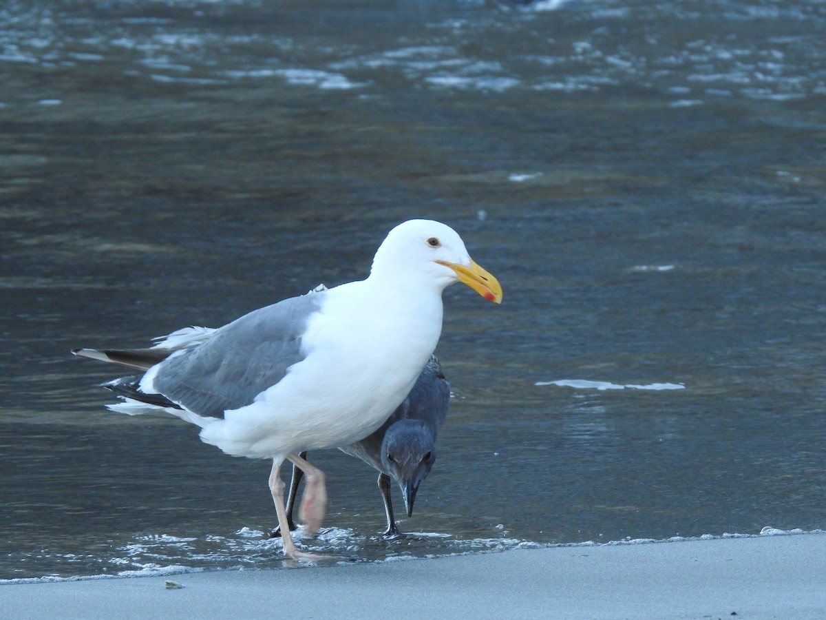 Western Gull - Isaac Lang