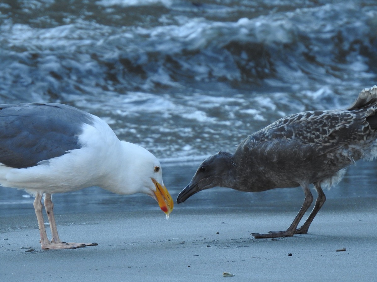 Western Gull - Isaac Lang