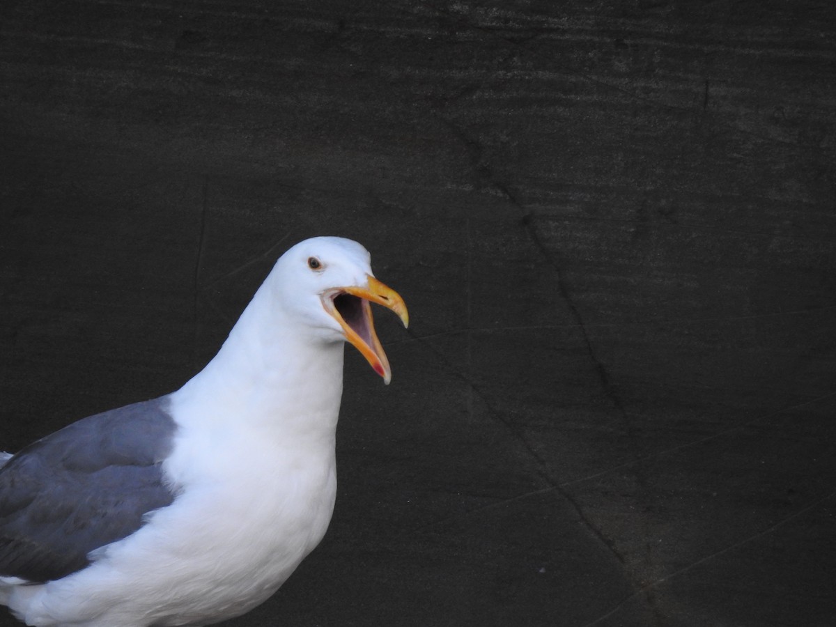 Western Gull - ML601002181