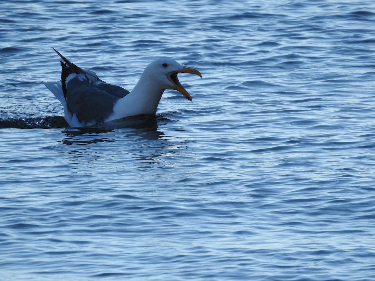 Western Gull - Isaac Lang