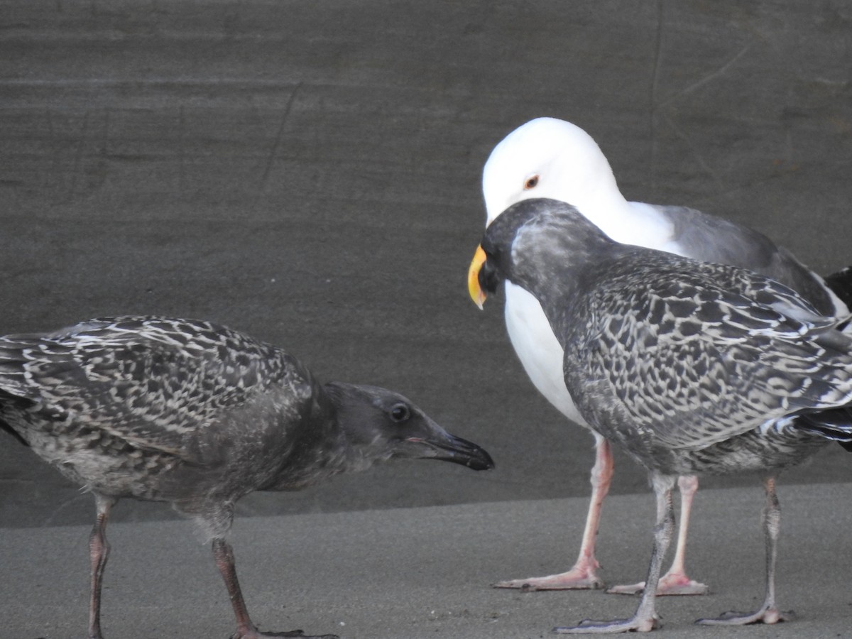 Gaviota Occidental - ML601002201